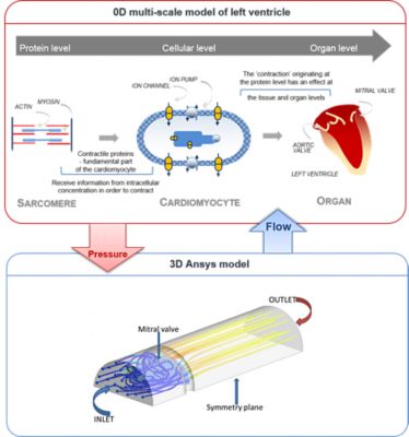 Figure 1: Coupling between 0D MSM and 3D ANSYS model