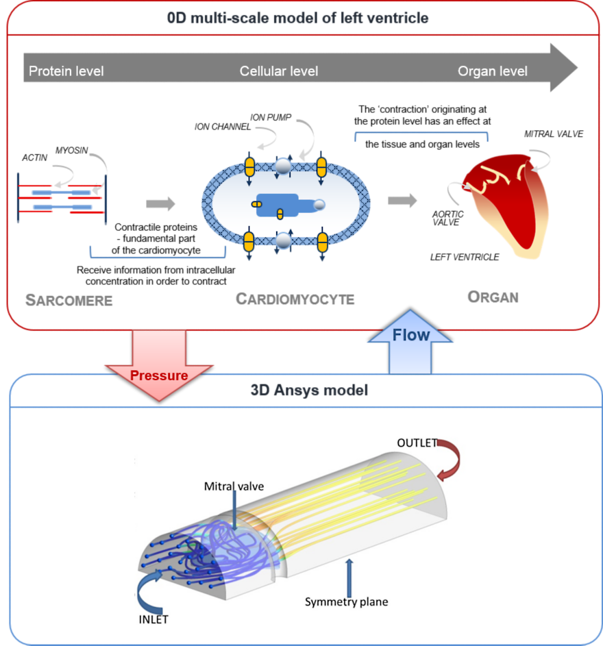 Figure 1: Coupling between 0D MSM and 3D ANSYS model