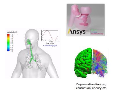 simulation of brain and throat