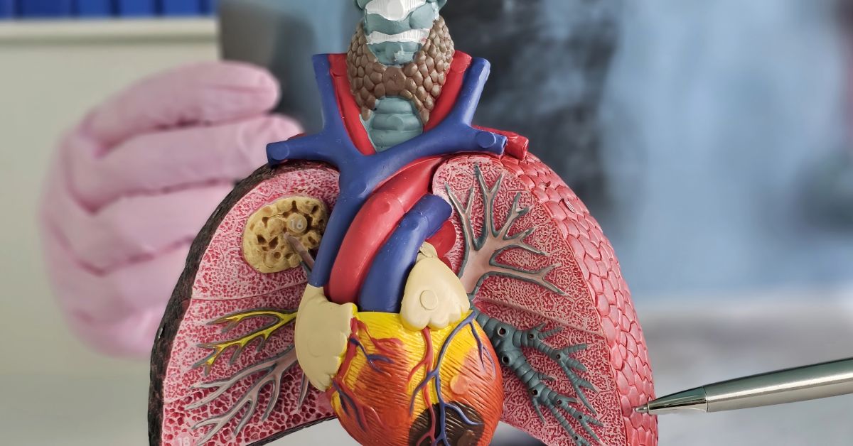 exploring-human-anatomy-with-simpleware-software-and-simulation