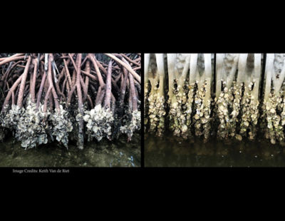 biomimicry-mangroves-improve-coastal-erosion-coastal-barriers-comparison.jpg