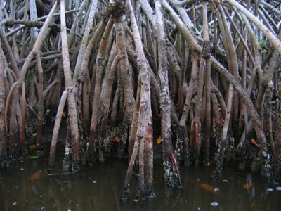 biomimicry-mangroves-improve-coastal-erosion-coastal-barriers-mangrove.jpg