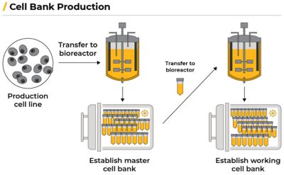 Cell bank production