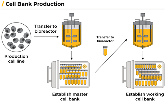 Cell bank production