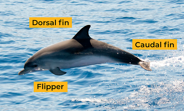 fins-labeled