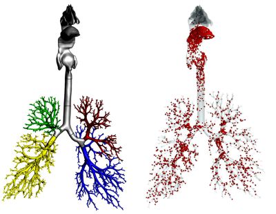 Fluid structureinteraction simulations of the human airway