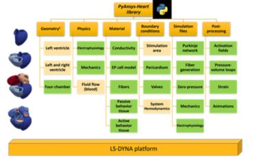 four-chamber-model-python-scripts