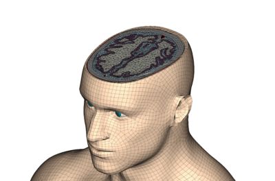 hans-brain
