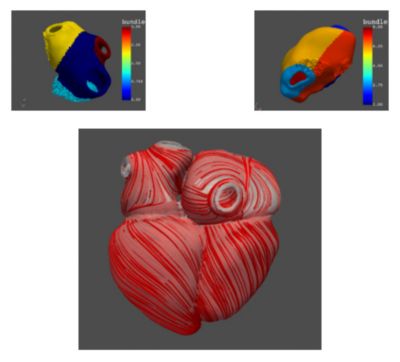 Heart models