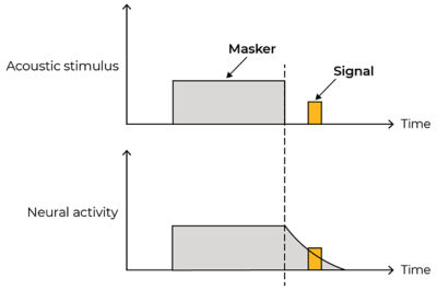 Neural activity acoustic stimulus