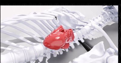 Ansys Advances AI-enabled In Silico Cardiovascular Modeling With NVIDIA