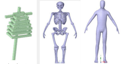 Three models of spine and ribcage