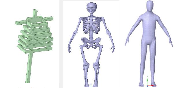 Three models of spine and ribcage