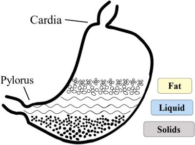 Stomach layering