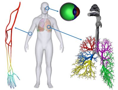 Artery simulation