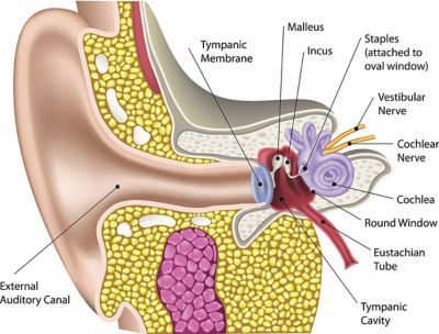 Ear anatomy