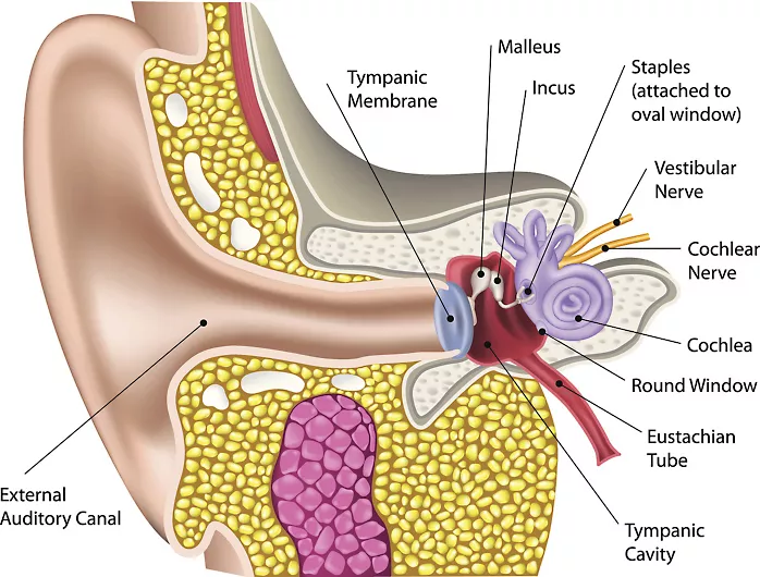 音楽的コミュニケーション: 心理・教育・文化・脳と臨床からのアプローチ 音楽的コミュニケーション: 心理・教育・文化・脳と臨床からの