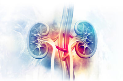 Human kidney illustration