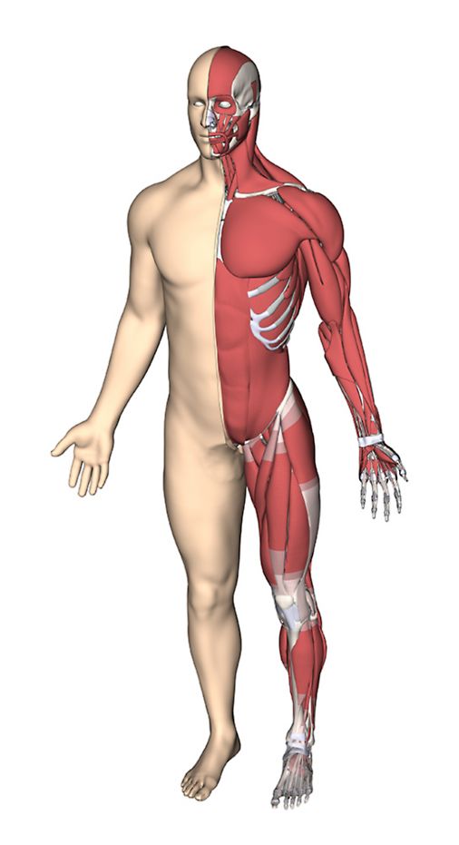 Human body model